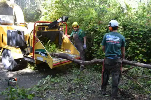 tree services Chicago